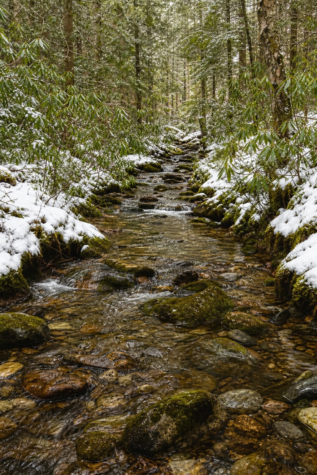 Snow-lined woodland stream flowing through a mossy forest ravine