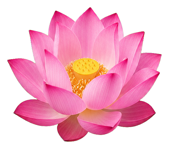 Preview for Pink Sacred Lotus Bloom Sticker