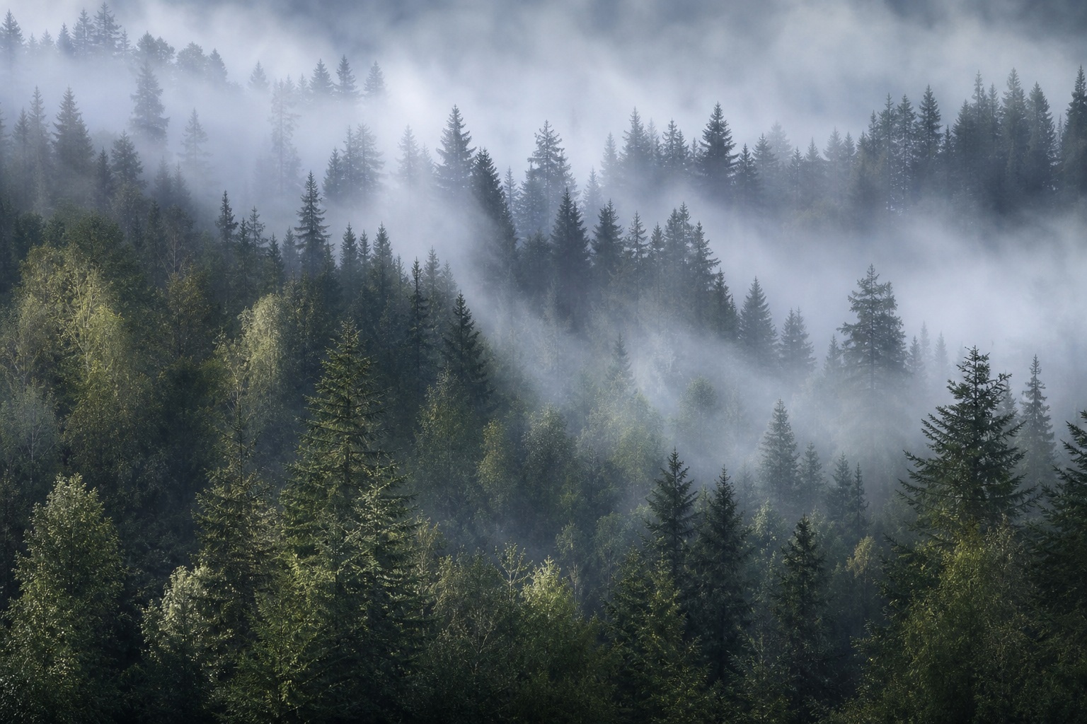 Preview for Dawn Silver Low-cloud Woodland Background