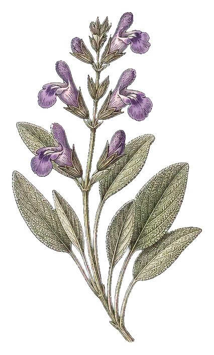 Preview for Sage Sprig Botanical Sticker