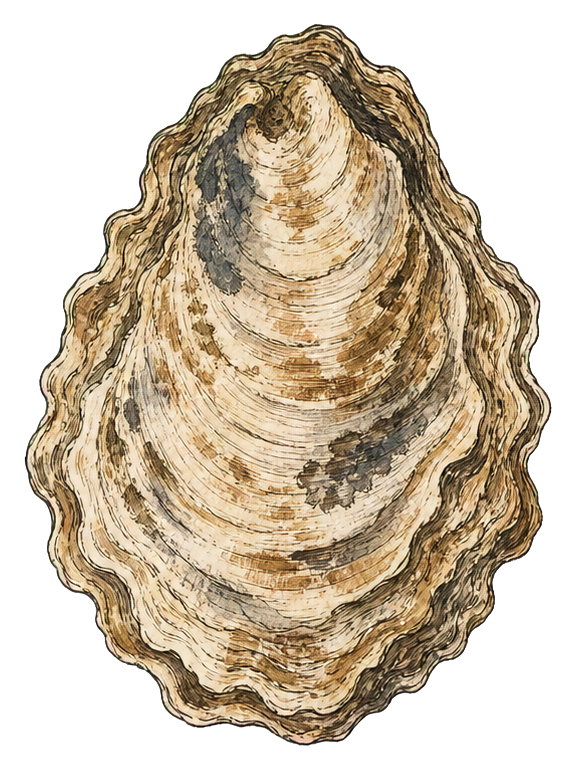 Preview for Oyster Shell Vintage Fossil Sticker