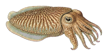 Preview for Cuttlefish Vintage Marine Life Sticker