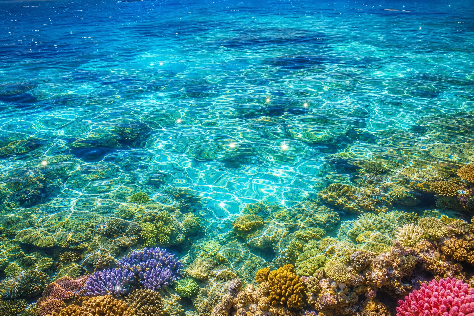 Preview for Tropical Reef Water Background