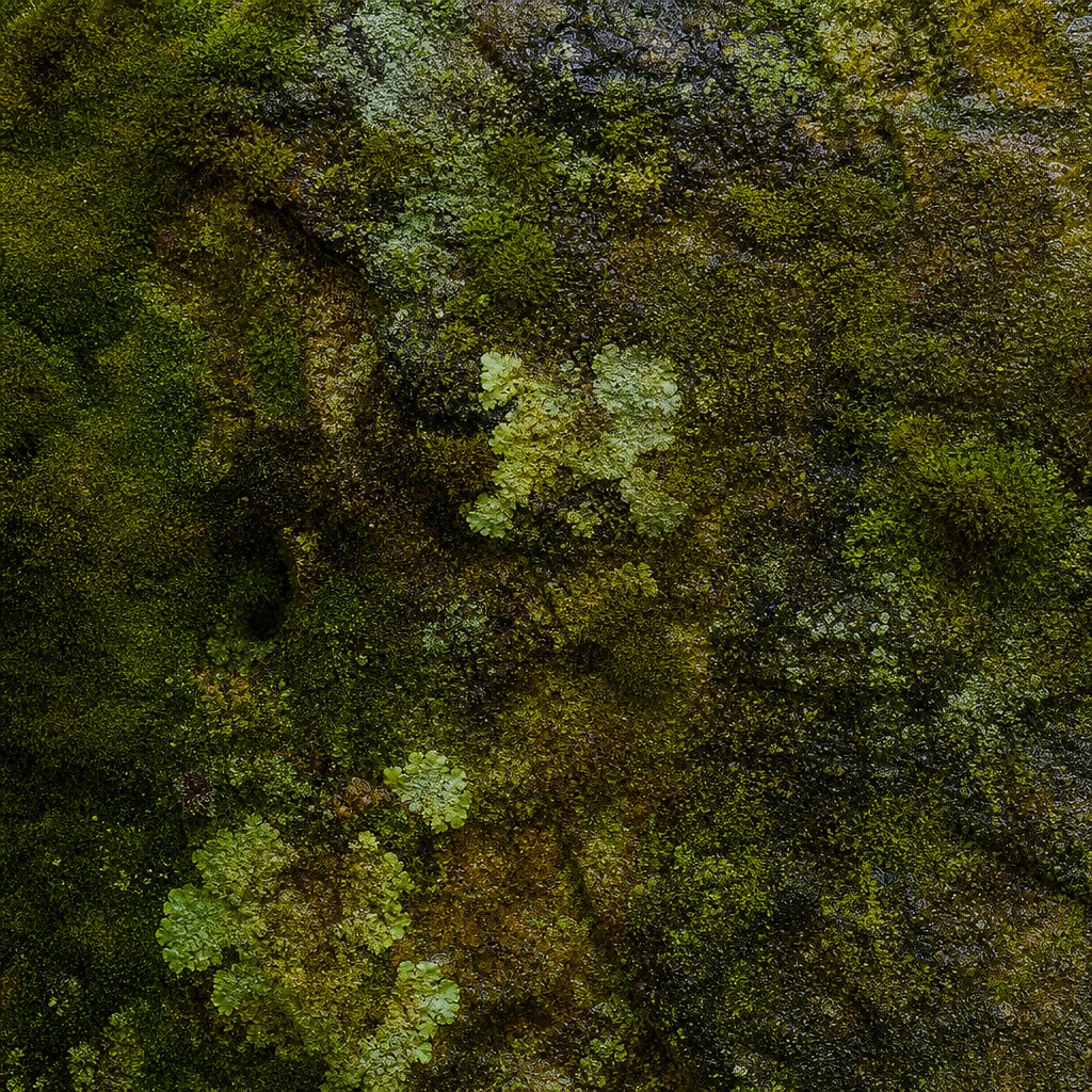 Close-up of moss-covered stone with green and brown natural texture
