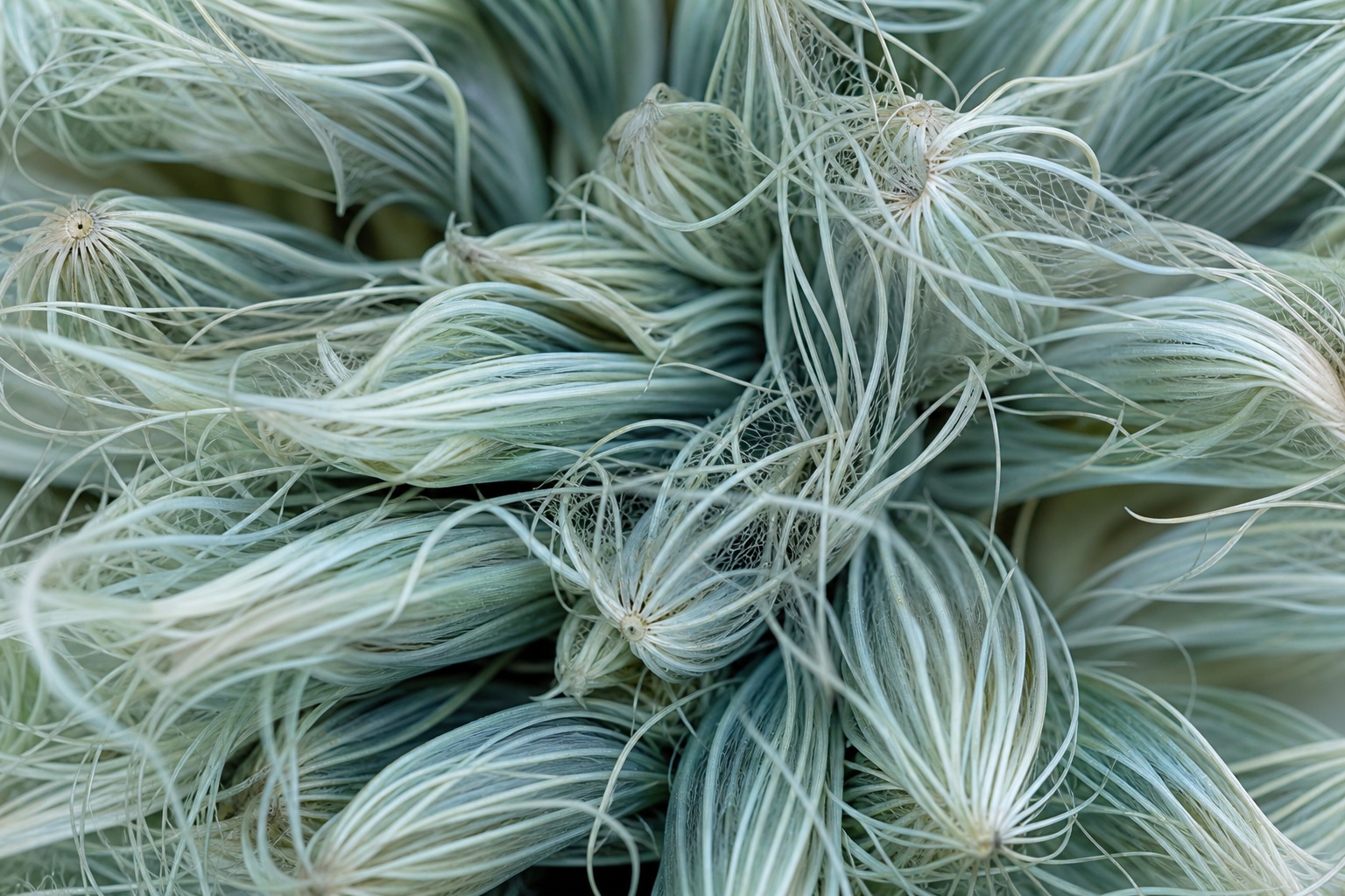 Preview for Cool Shade Seed Structure Macro Background