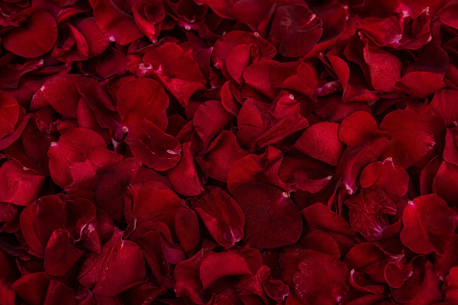Preview for Classic Red Rose Petals Background