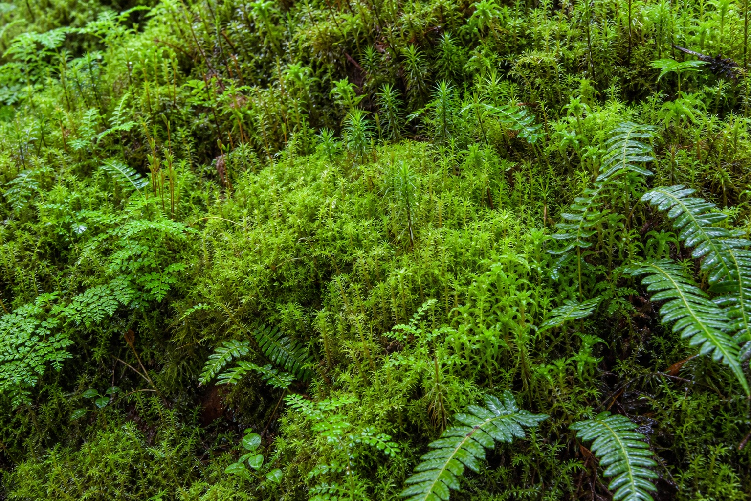 Preview for Fresh Overcast Haircap Moss Spires Background