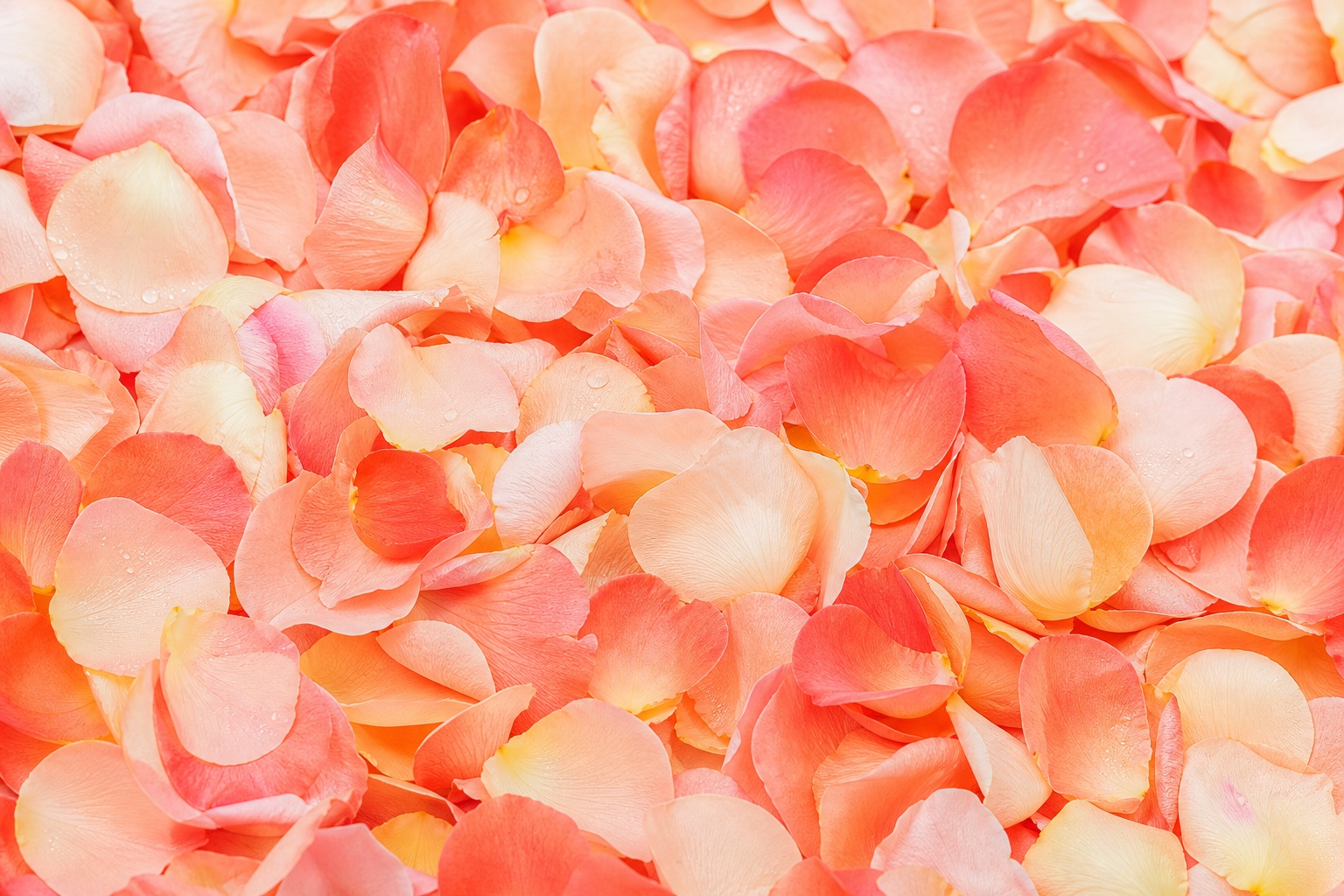 Scattered coral peach rose petals forming a soft romantic floral background