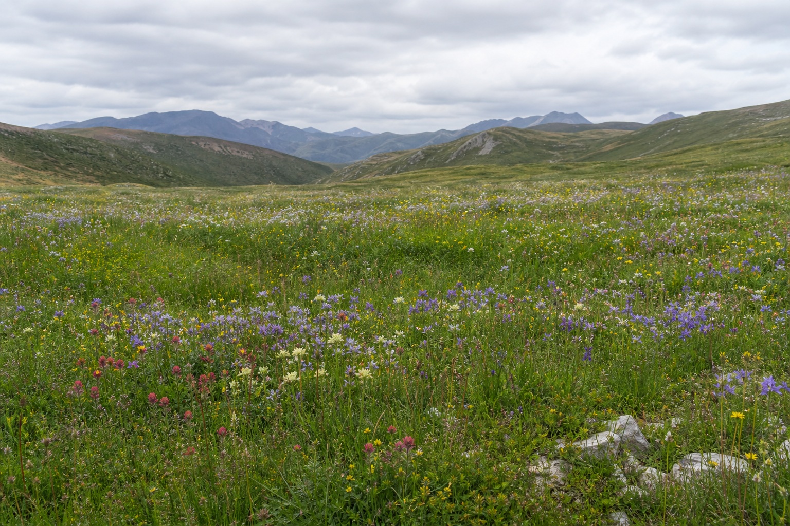 Preview for Bright Overcast Alpine Meadow Background
