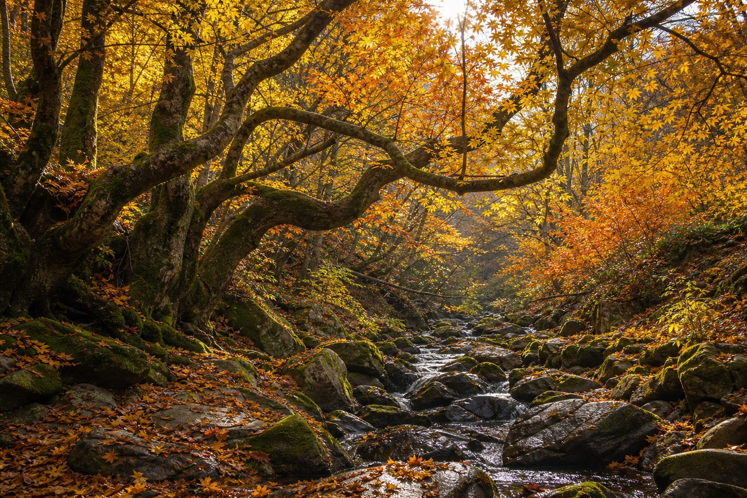 Preview for Dappled Forest Light Autumn Ravine Background