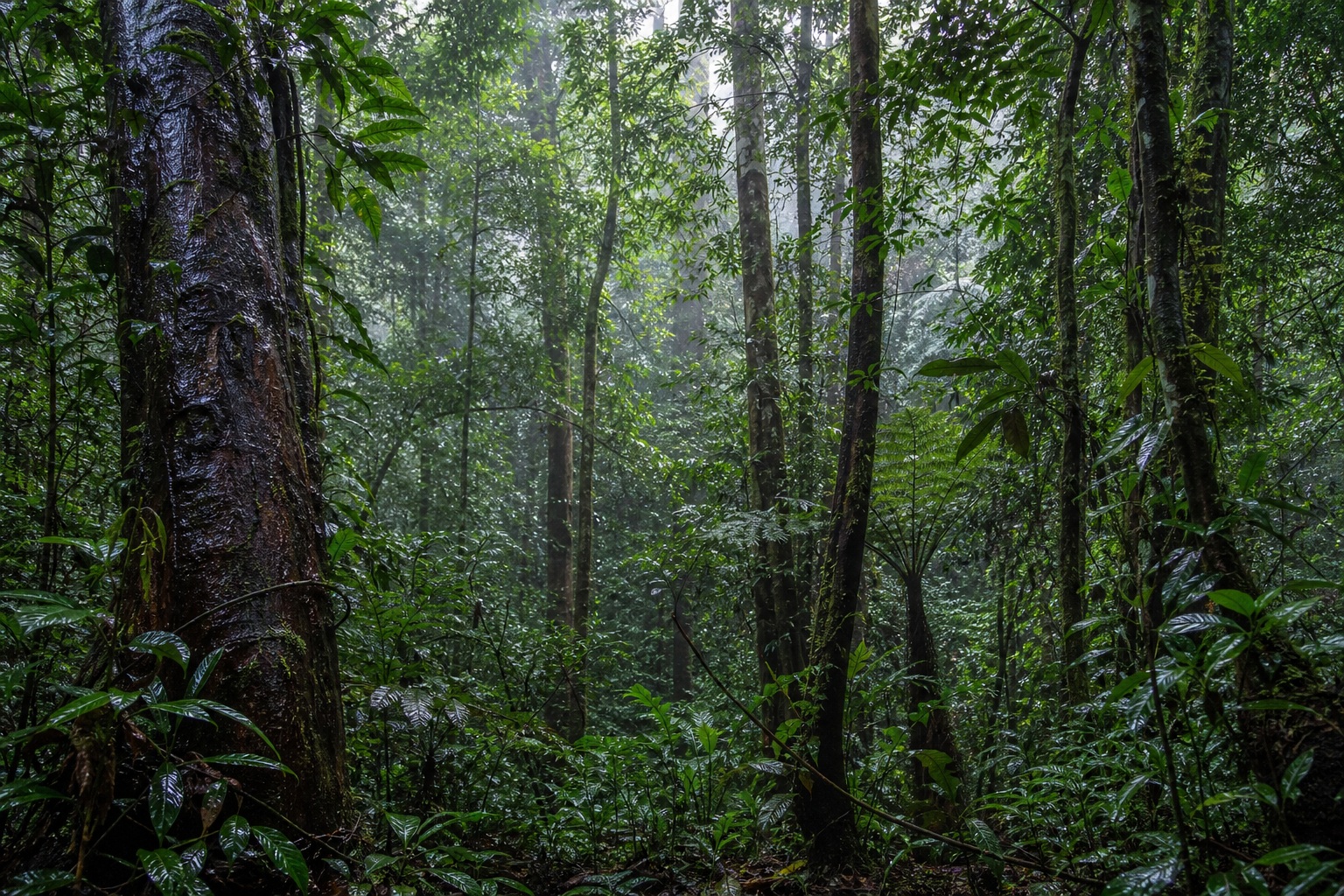 Preview for Fresh Morning Rain Rain-darkened Trunks Background