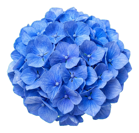 Preview for Blue Hydrangea Sticker For Photos And Designs