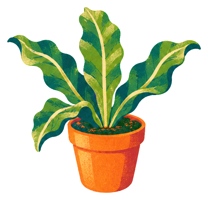 Preview for Risograph Houseplants Bird Nest Fern