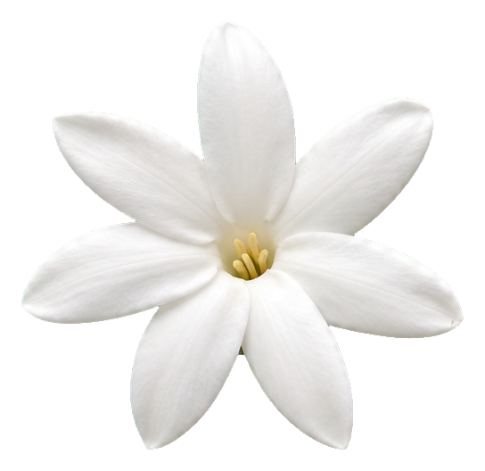 Preview for Photorealistic White Jasmine Sticker
