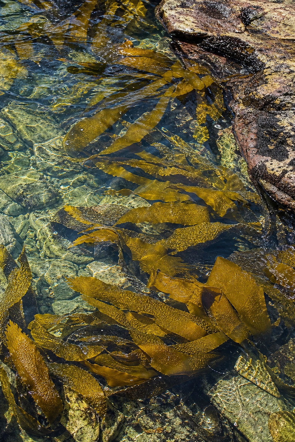 Preview for High Key Coastal Seaweed Texture Background