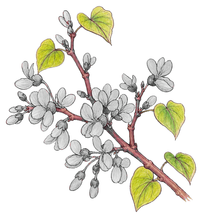 Preview for Redbud Flowering Branch Sticker