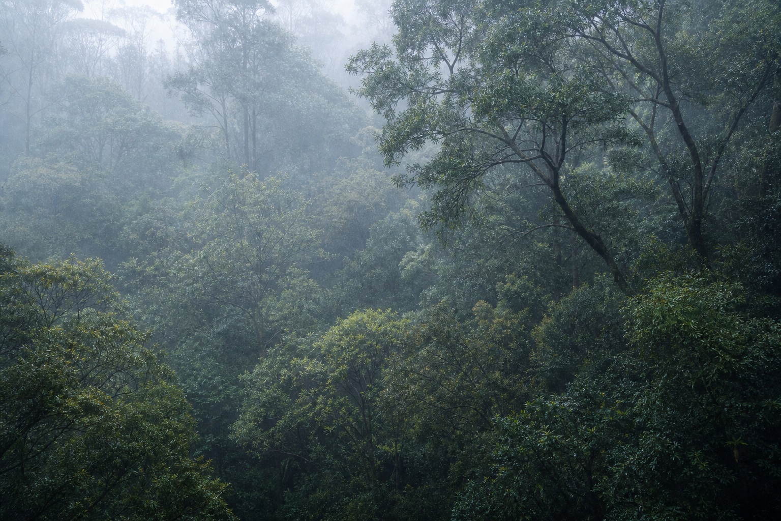 Preview for Misty Forest Background Stock Image
