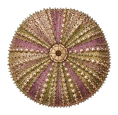 Preview for Sea Urchin Vintage Sticker