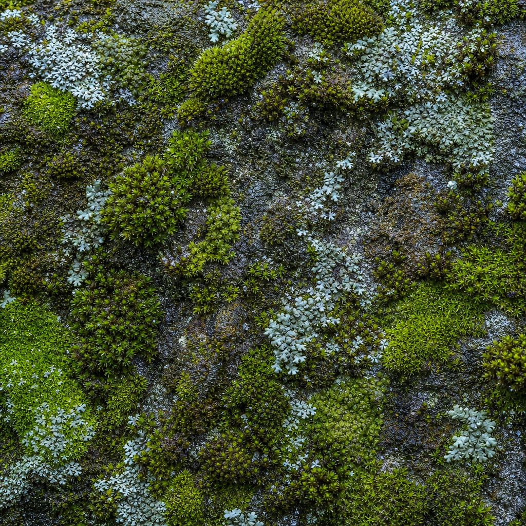 Preview for Moss Covered Stone Background