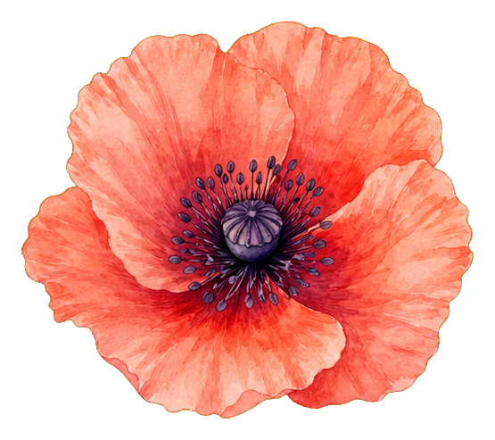 Coral watercolor poppy flower sticker with layered petals and dark center