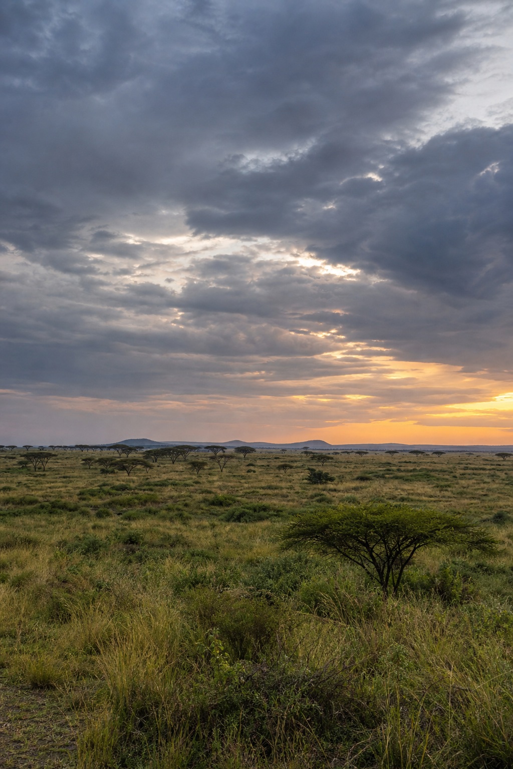 Preview for Cloudy Dusk Grassland Horizon Background