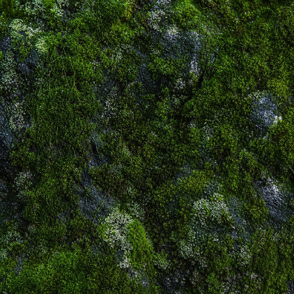Preview for Moss Covered Stone Background