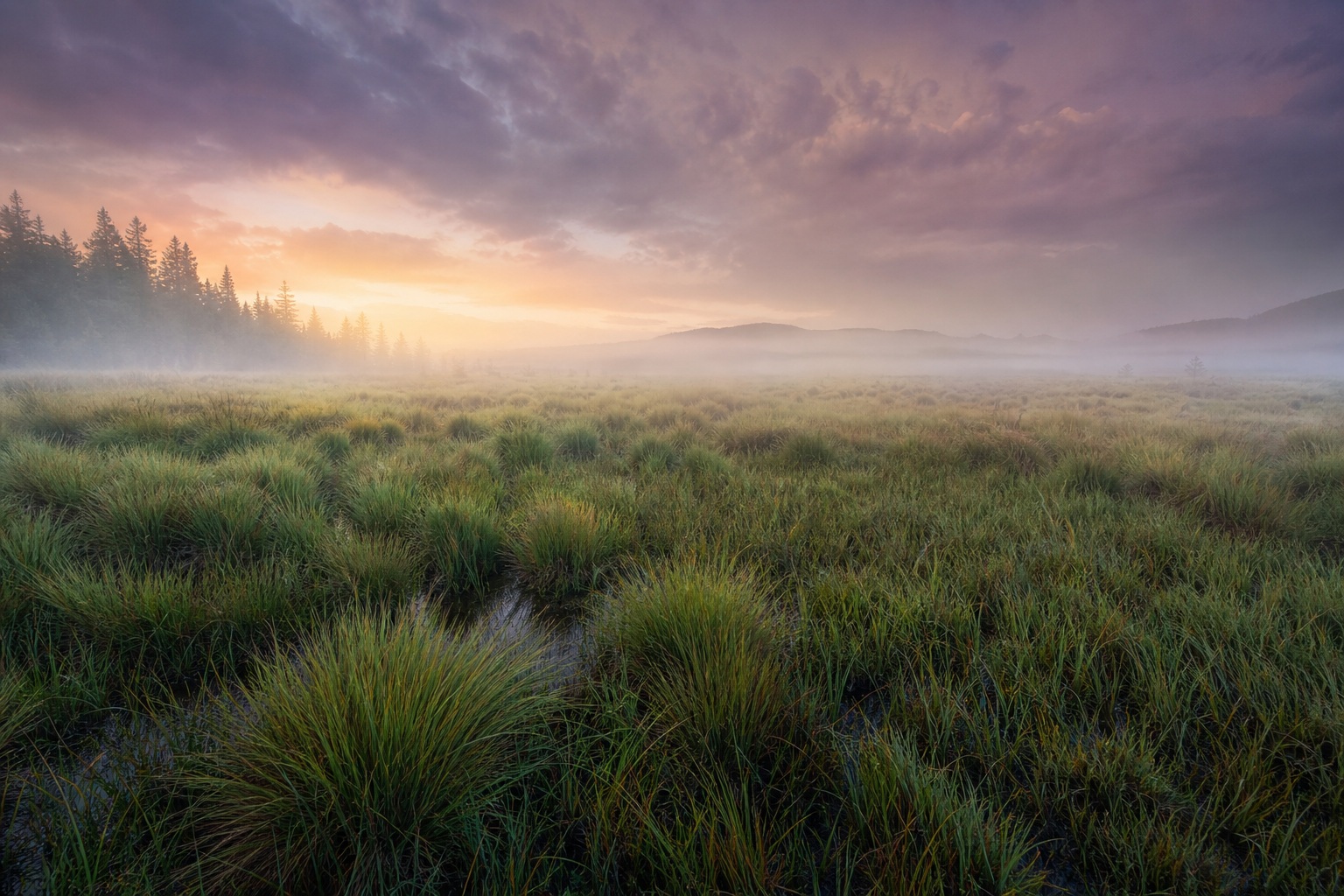 Misty wetland grass with fog drifting over a soft sunrise horizon.