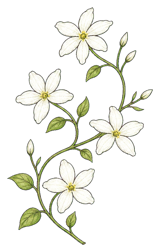 Preview for White Jasmine Vine Sticker