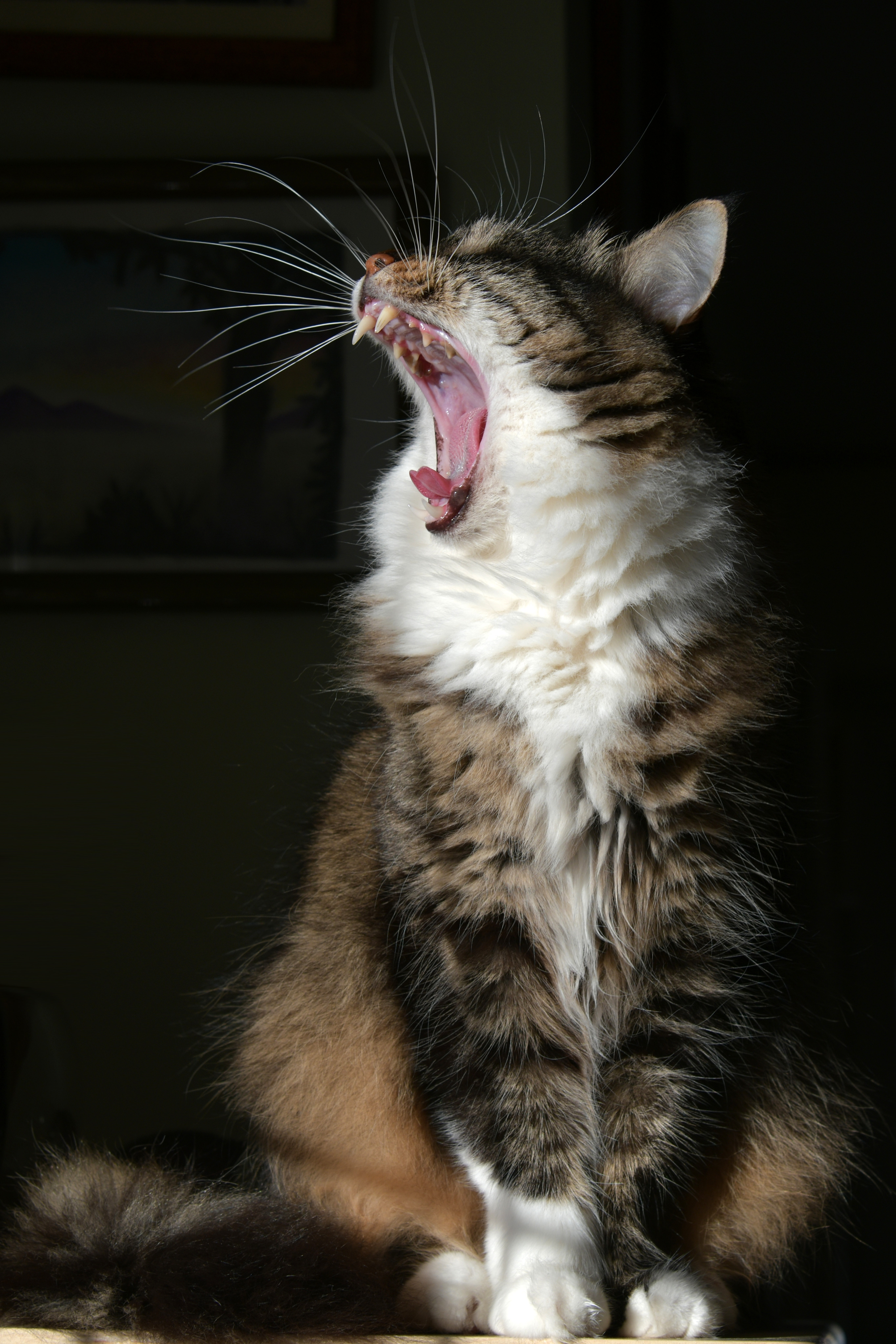 Preview for Dramatic-yawning-tabby-cat-cat-meme-background-e8ed7