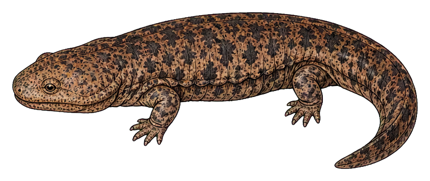 Vintage giant salamander illustration in brown tones, shown in side view on white background.