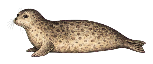 Preview for Harbor Seal Vintage Sticker