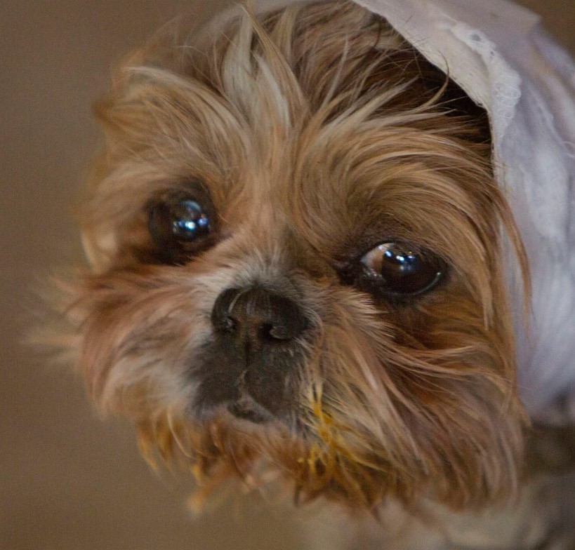 Preview for Dog-after-bath-dog-meme-background-e6793