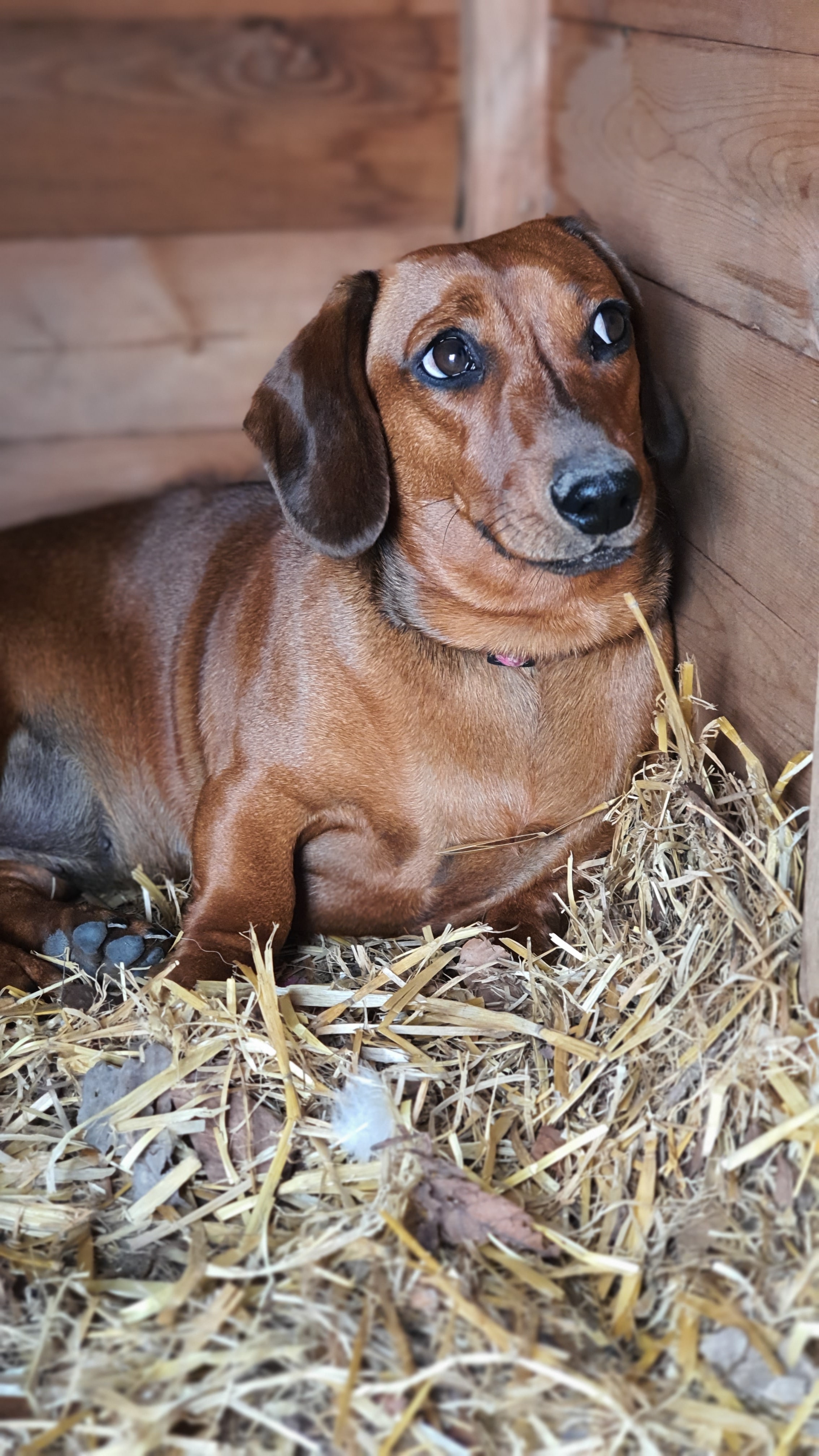 Preview for Dachshund-hay-nest-animal-background-ed5fc