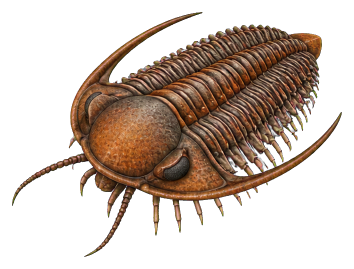 Preview for Long-cheek Paradoxides Trilobite Sticker