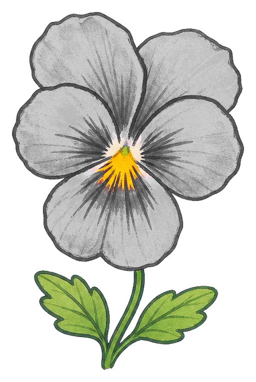 Dark violet pansy flower sticker with green leaves and yellow center
