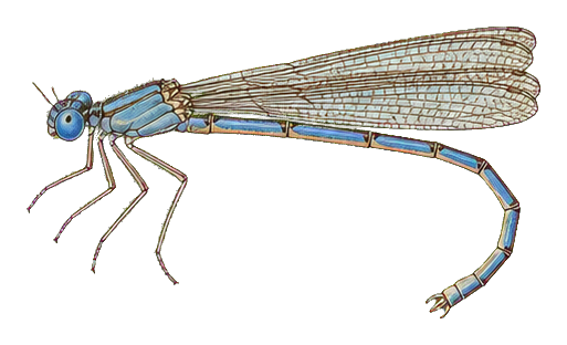 Preview for Vintage Insect Specimen Sticker
