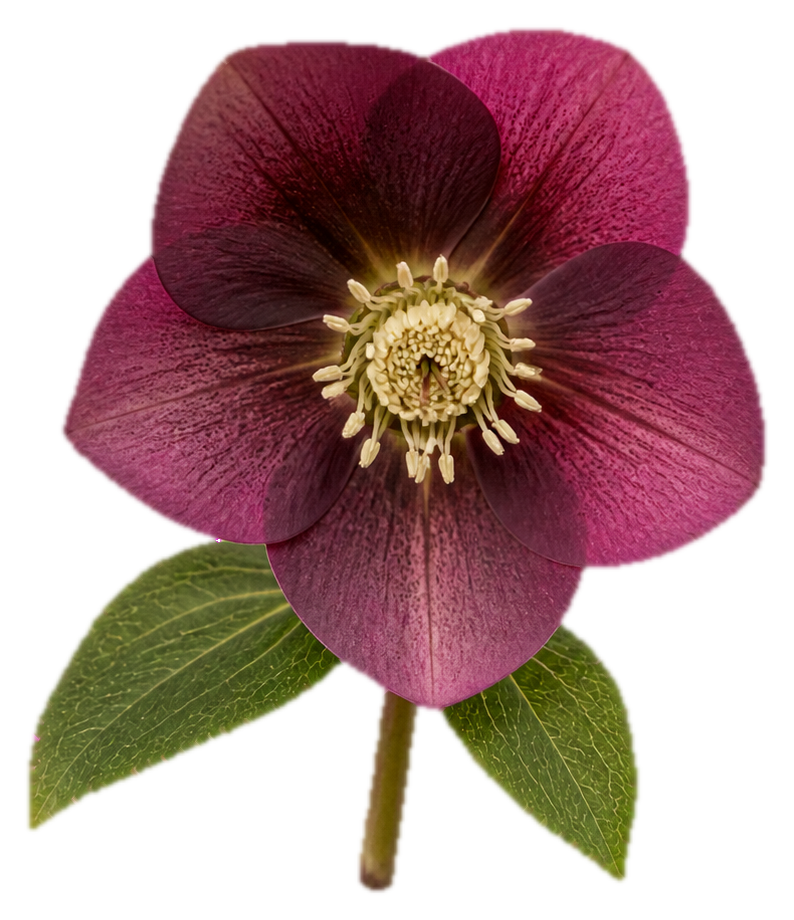 A realistic plum hellebore flower with green leaves on a transparent background.