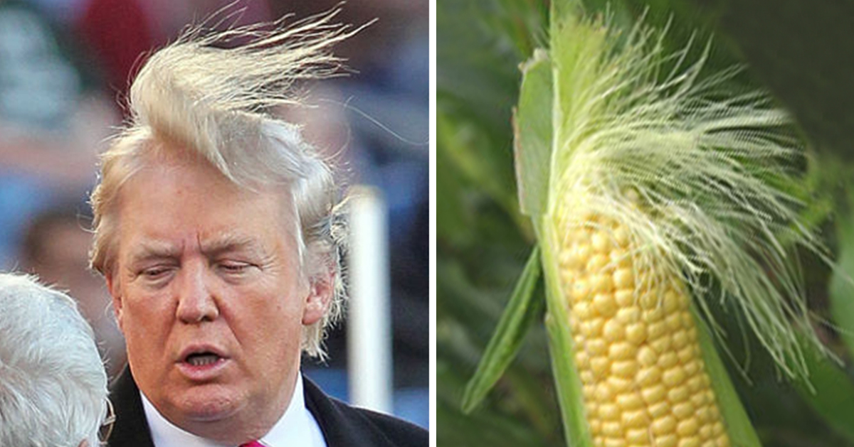 Donald Trump portrait next to a close-up corn cob with silk.