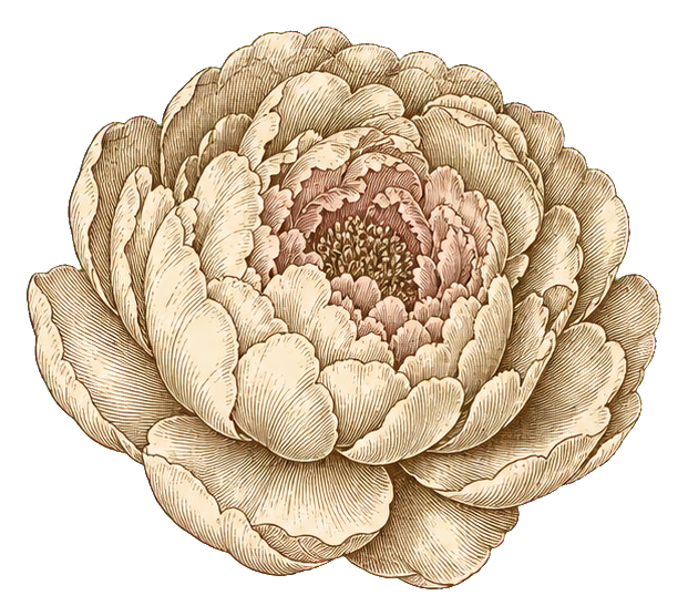 Preview for Vintage Ivory Peony Sticker