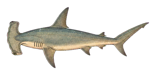 Preview for Hammerhead Shark Vintage Sticker