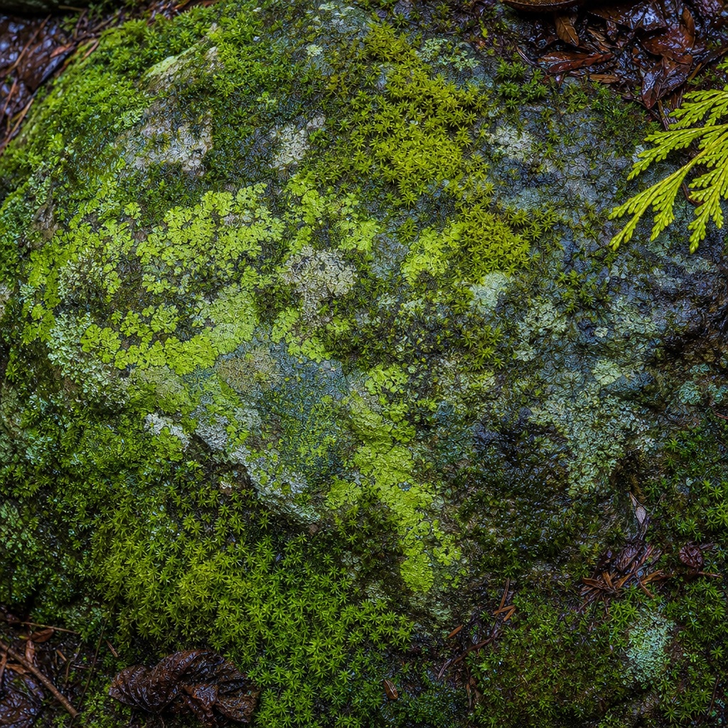 Preview for Moss Covered Stone Background