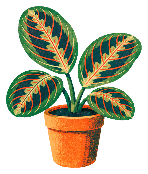 Preview for Risograph Houseplants Prayer Plant