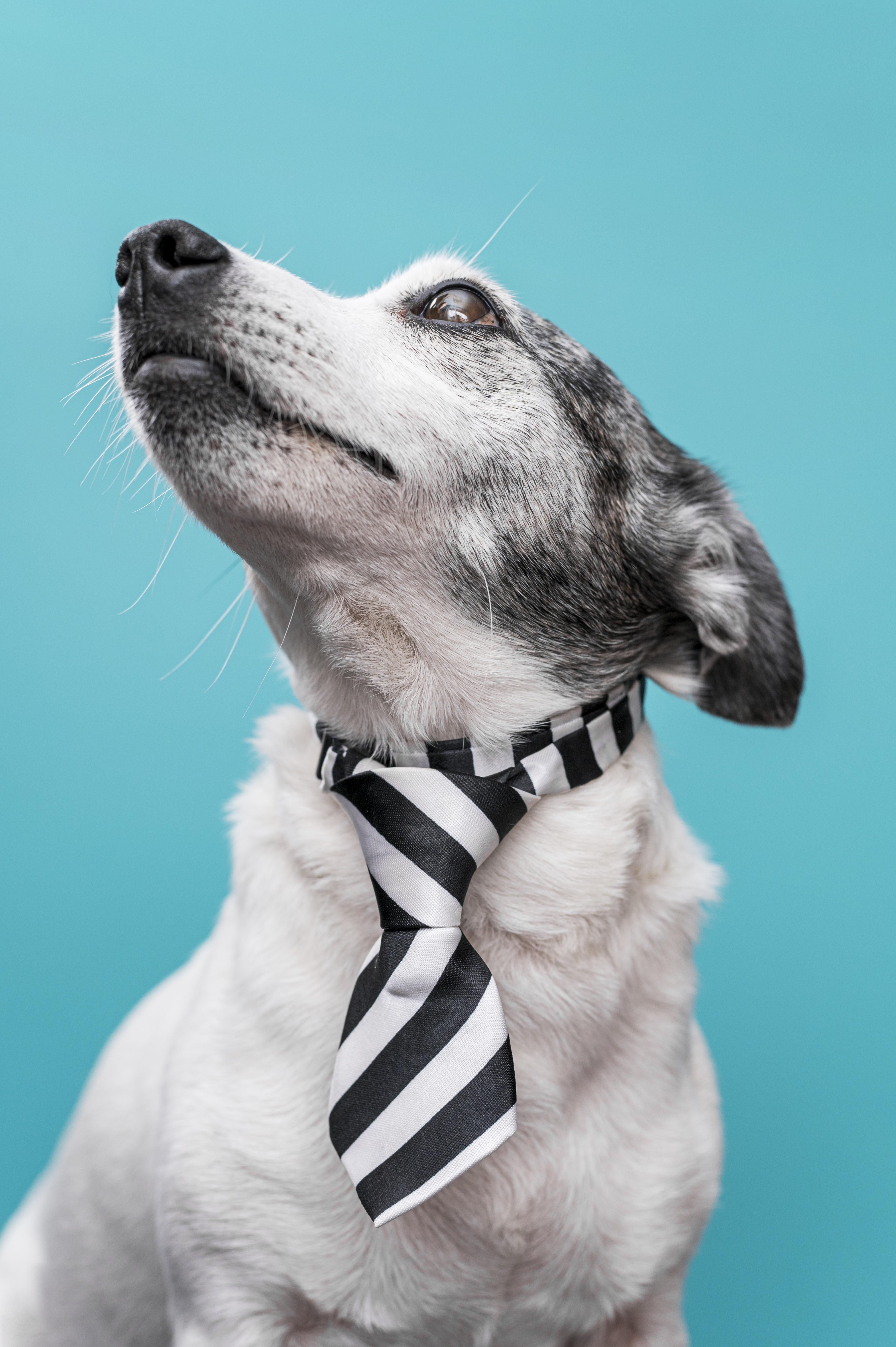 Preview for Dapper-dog-portrait-dog-meme-background-b0745