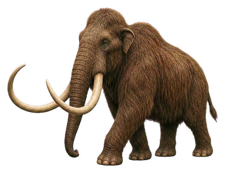 Realistic woolly mammoth standing in profile with long curved tusks