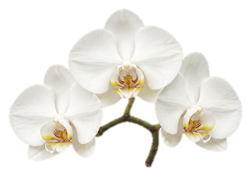 Preview for White Moth Orchid Sticker For Floral Designs