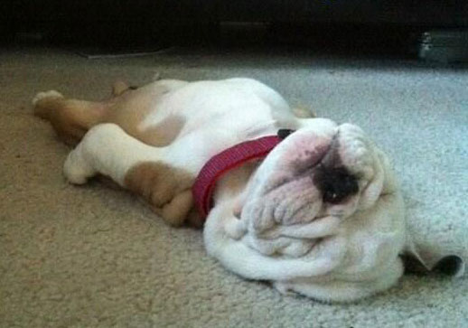 Preview for Sleeping-bulldog-red-harness-summer-meme-background-63ca2