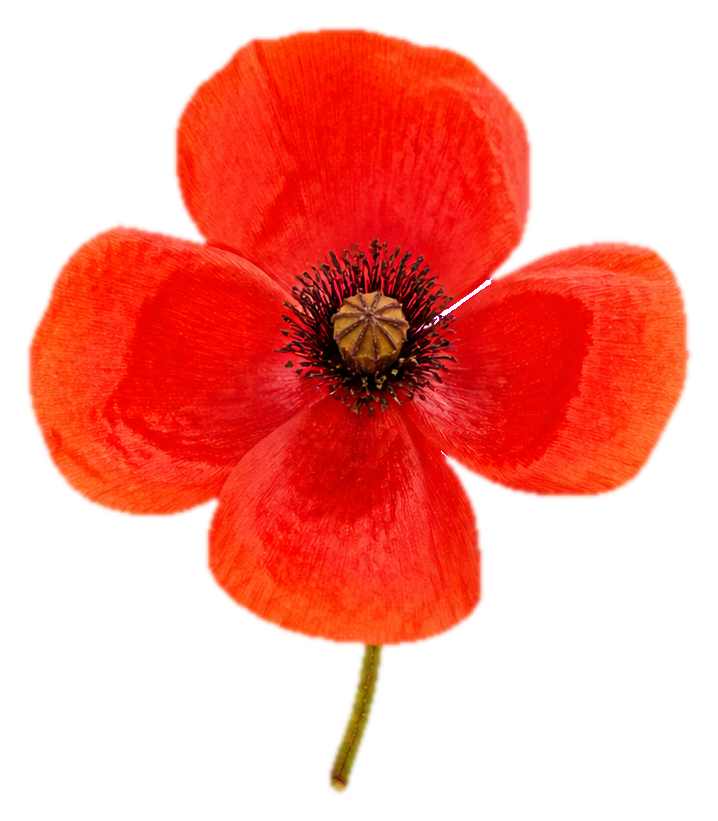 Preview for Scarlet Poppy Botanical Sticker