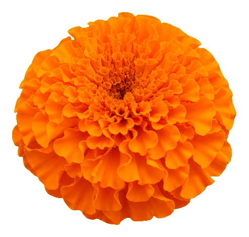 Preview for Orange African Marigold Sticker