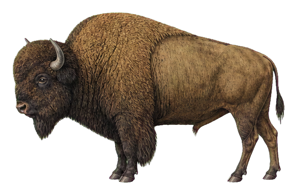 Preview for American Bison Vintage Sticker