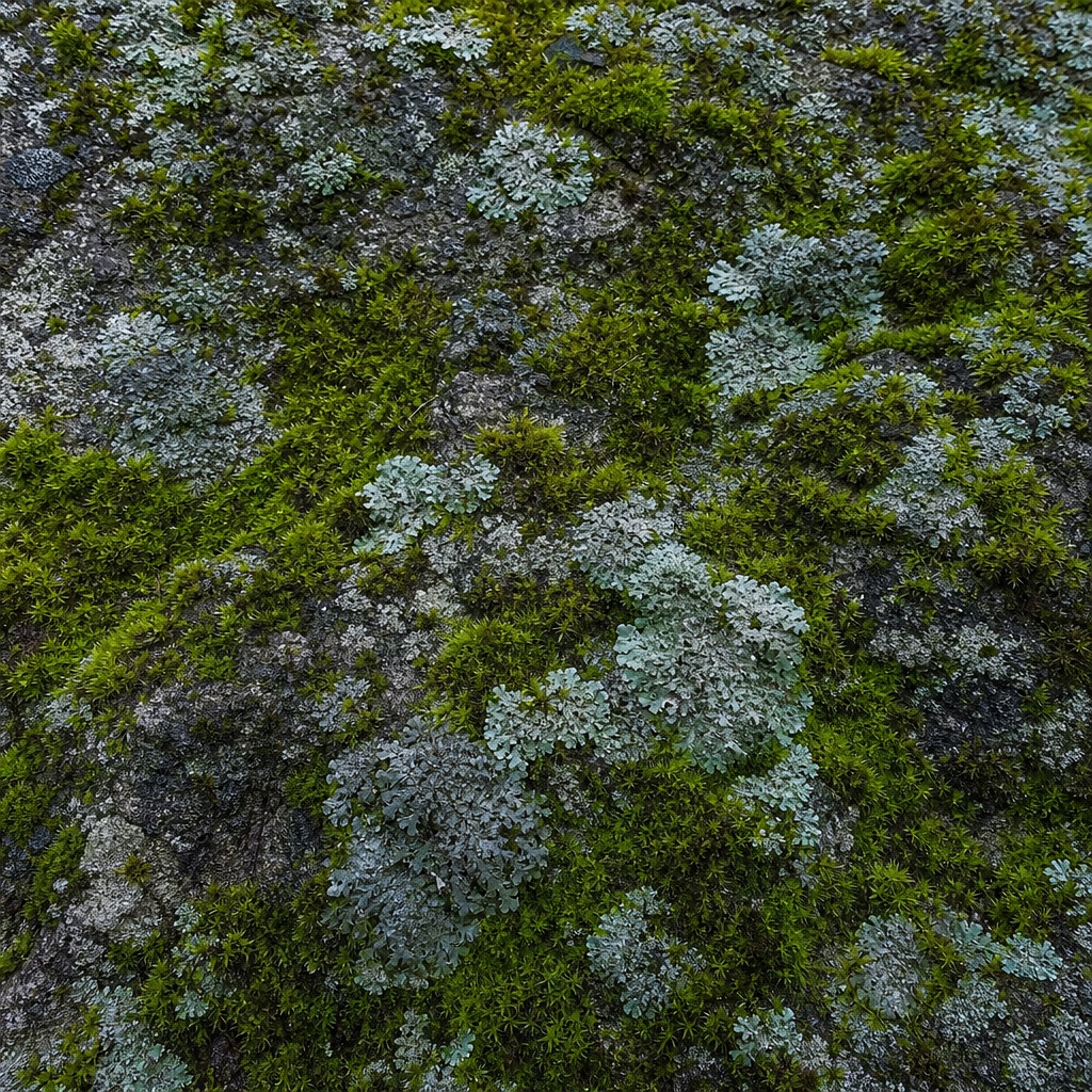 Moss-covered stone surface with green organic texture and dark stone patches